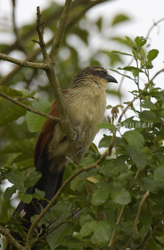 White-browed Coucal